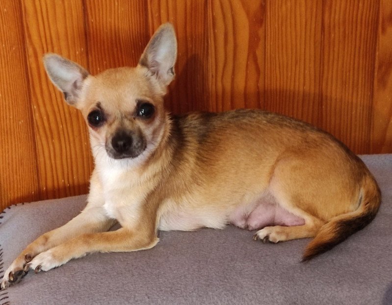 RIWANA Femelle Chihuahua Poil Court