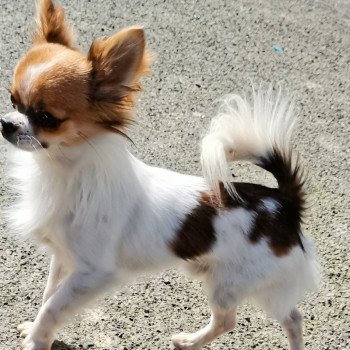 PEPITO Mâle Chihuahua Poil Long