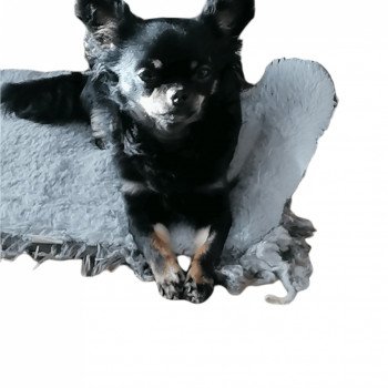 chien Chihuahua Poil Long tricolore SWEETY Lovely Dog's