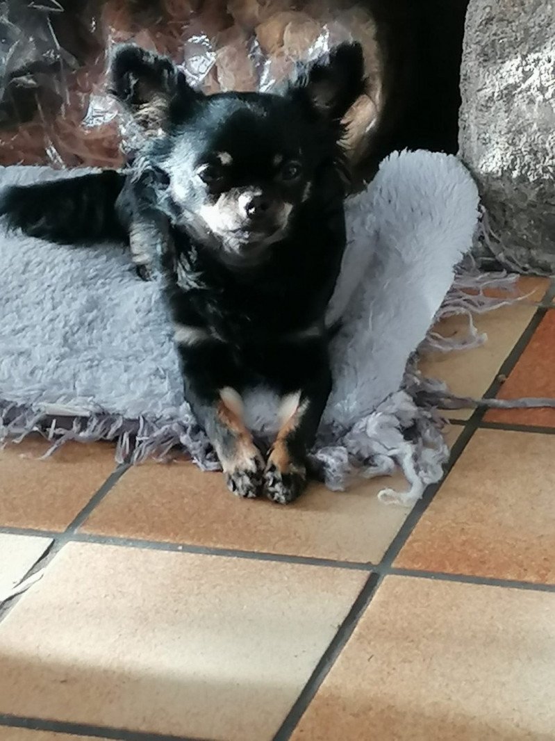 SWEETY Femelle Chihuahua Poil Long