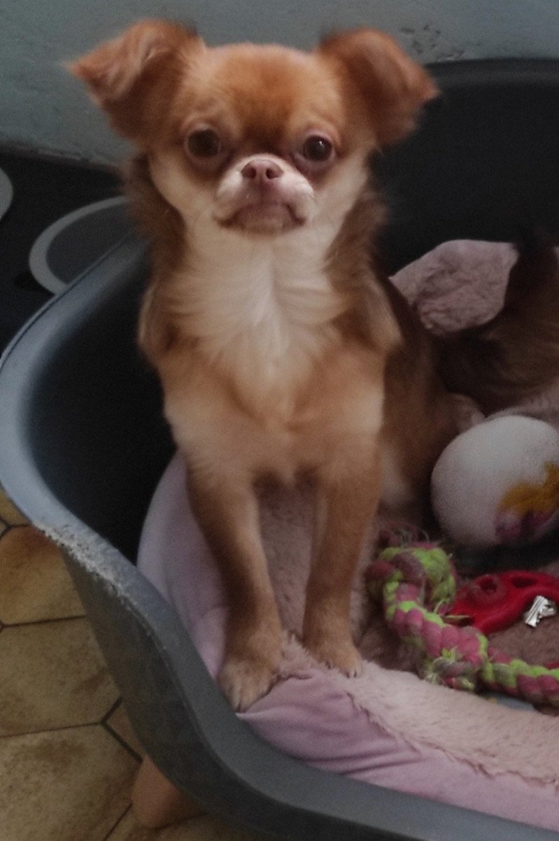 SYBELLE Femelle Chihuahua Poil Long
