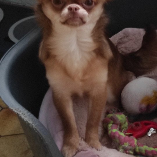 SYBELLE Femelle Chihuahua Poil Long